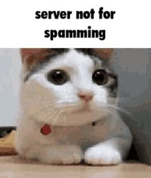 cat spamming keyboard gif|Cat Spam GIFs .